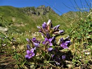33 Genzianella germanica (Gentianella germanica) in fiore. Sullo sfondo il Triomen